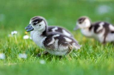 Şirin Mısırlı kaz yavruları, sözde Kalscheurer Weiher 'ın çayırında yürüyor. Köln, Almanya' da bir gölet. Yazın güneşli bir günde..