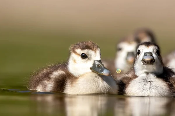 Egyptian Goose Family Swimming Little Pond Cologne Germany Sunny Day — Stock Photo, Image