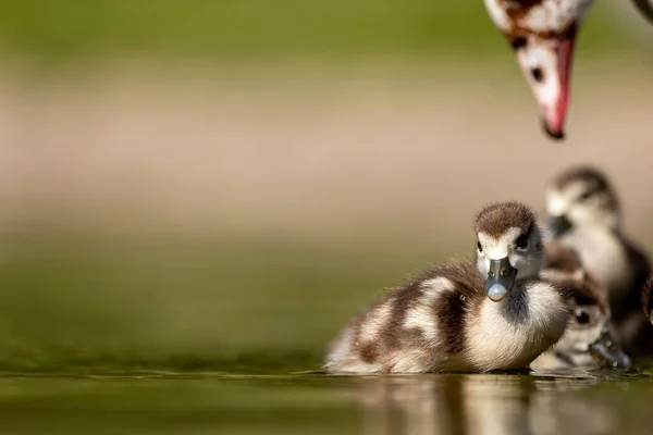 Uma Família Ganso Egípcio Nadando Uma Pequena Lagoa Colônia Alemanha — Fotografia de Stock