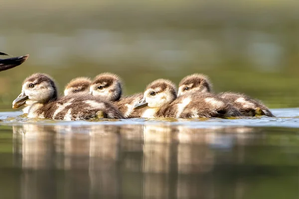 Una Familia Ganso Egipcio Nadando Pequeño Estanque Colonia Alemania Día —  Fotos de Stock