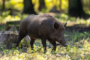 Yazın güneşli bir günde Hesse, Almanya 'da bir ormanda yürüyen bir yaban domuzu..