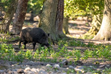 Yazın güneşli bir günde Hesse, Almanya 'da bir ormanda yürüyen bir yaban domuzu..