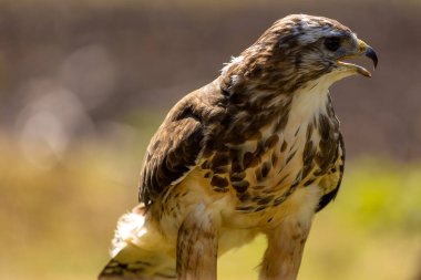 Güneşli bir yaz gününde sıradan bir akbabanın portresi..
