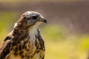 Güneşli bir yaz gününde sıradan bir akbabanın portresi..