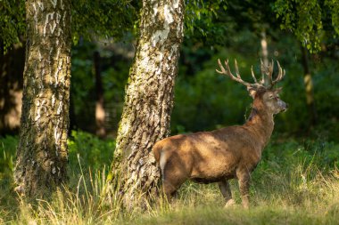 Azma mevsiminde ormanda kızıl geyik.