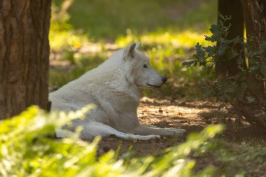 Almanya 'da küçük bir eğlence parkında kutup kurdu..