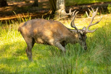Yazın sonlarında güneşli bir günde çamurla oynayan kızıl bir erkek geyik..