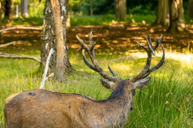 Yazın sonlarında güneşli bir günde çamurla oynayan kızıl bir erkek geyik..