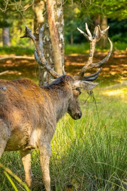 Yazın sonlarında güneşli bir günde çamurla oynayan kızıl bir erkek geyik..