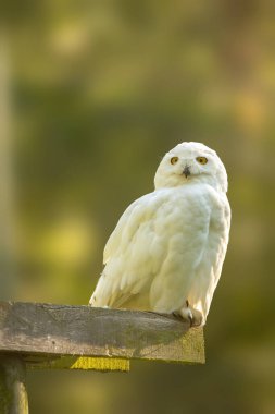 Yazın güneşli bir günde kar baykuşu.