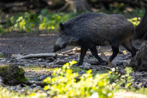 Seekor Babi Hutan Berjalan Melalui Hutan Hesse Jerman Pada Hari — Stok Foto