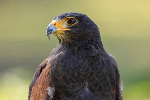 Portrait Desert Buzzard Sunny Day Summer — Stock Photo, Image