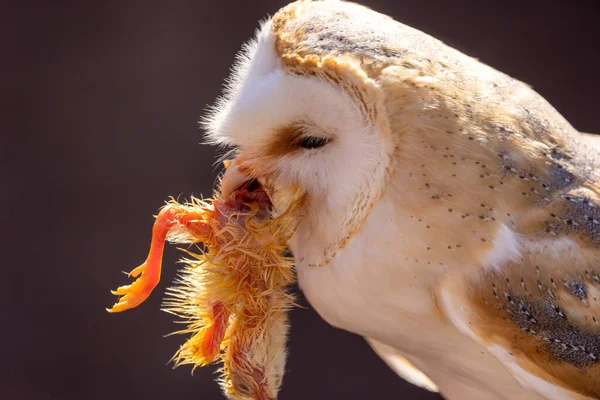 夏の晴れた日に雛を食べる納屋のフクロウ — ストック写真