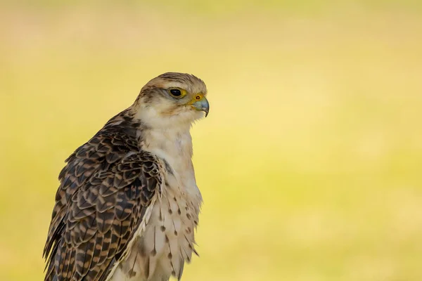 Portrait Young Saker Falcon Sunny Day Summer — Stock Photo, Image