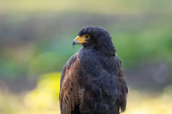 Portrait Desert Buzzard Sunny Day Summer — Stock Photo, Image