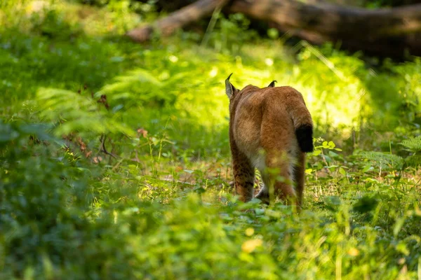 Hermoso Lince Lince Bobcat Bosque Una Reserva Natural Alemania Día —  Fotos de Stock