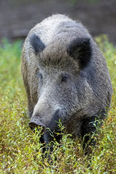 夏天的一个阳光灿烂的日子 一头野猪在德国黑森市的森林里散步 — 图库照片
