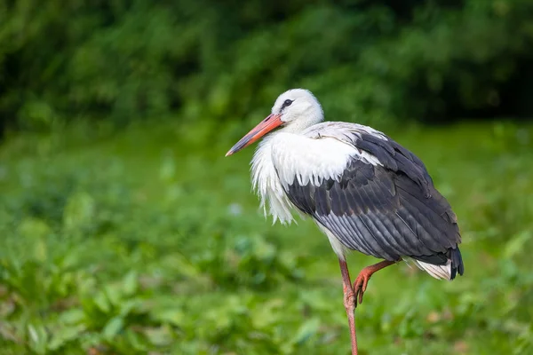 Porträt Eines Storchs Der Einem Sonnigen Sommertag Auf Einer Wiese — Stockfoto