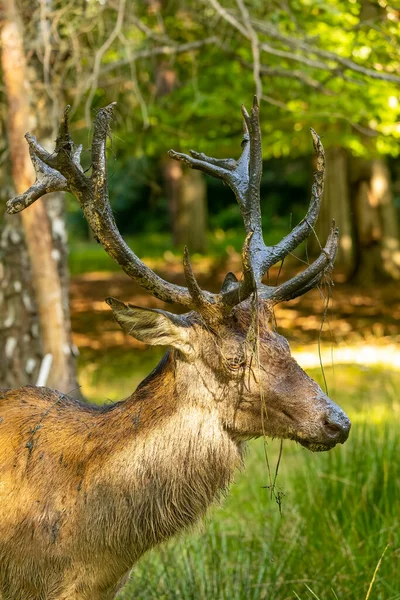 Yazın sonlarında güneşli bir günde çamurla oynayan kızıl bir erkek geyik..