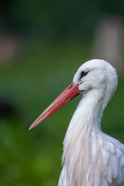 Porträt Eines Storchs Der Einem Sonnigen Sommertag Auf Einer Wiese — Stockfoto