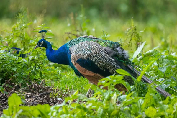 Pavo Real Caminando Por Prado Día Soleado Verano — Foto de Stock