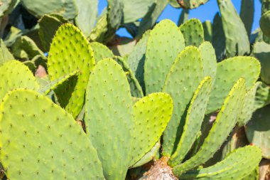 Opuntia kaktüs yeşil bitki doğal arka plan