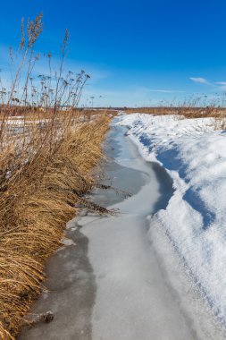 Kar altında sarı çim