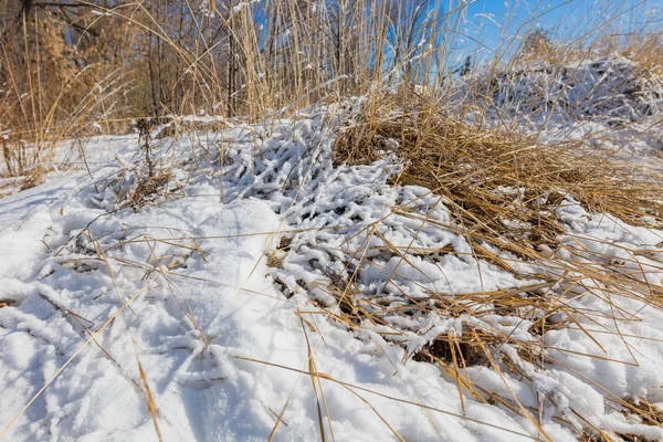 Желтая трава под снегом — стоковое фото