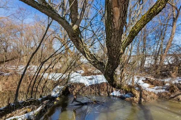Лесная река ранней весной — стоковое фото