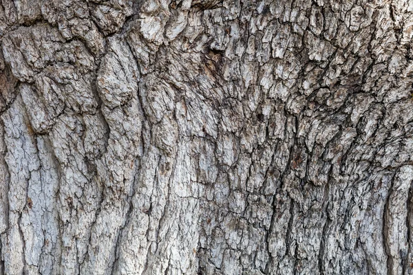 Stará textura kůry stromu — Stock fotografie