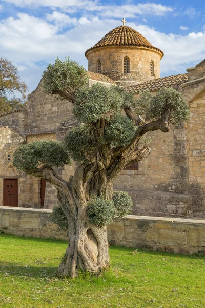 Olivovník na pozadí kostel Panagia Angeloktisti pochází Larnaca, Kypr — Stock fotografie
