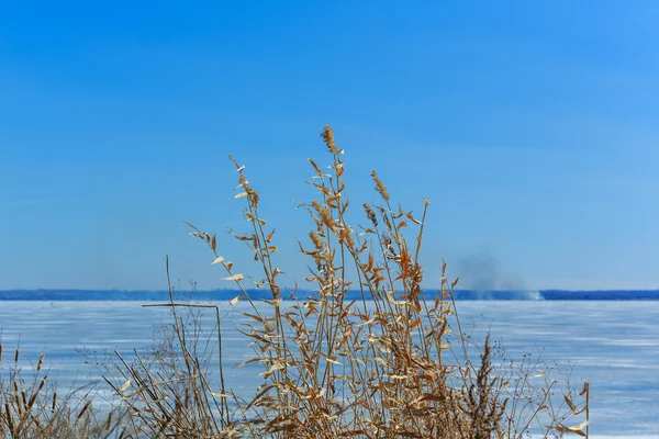 Grama seca no gelo no fundo do inverno — Fotografia de Stock