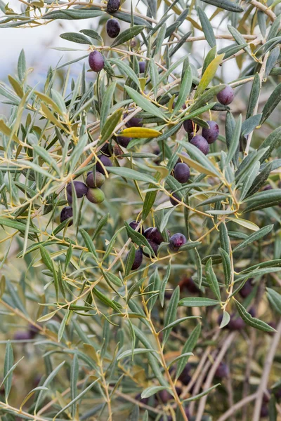 Olives in autumn garden