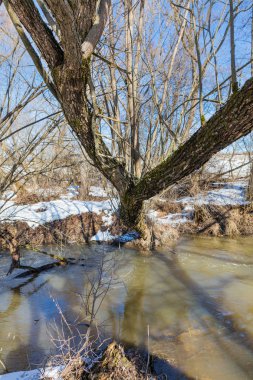 Erken Bahar Orman Nehri