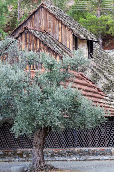 Olivový strom na Panagia tou kostel Arakou Lagoudhera Troodos mountains Kypr — Stock fotografie