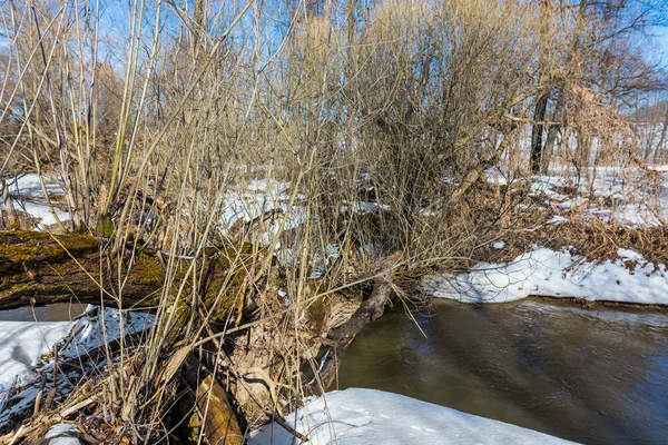 Rio Floresta no início da primavera — Fotografia de Stock