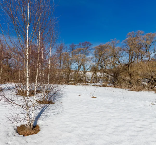 Paisagem com campo florestal — Fotografia de Stock