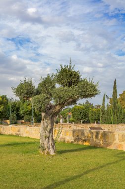 Zeytin ağacı Park Kiti Larnaca Kıbrıs