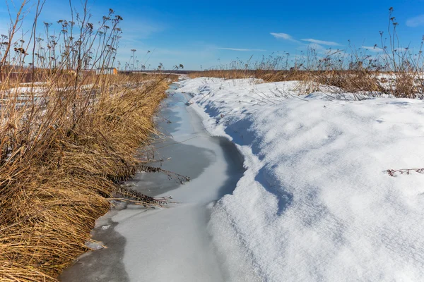 Grama amarela sob neve — Fotografia de Stock