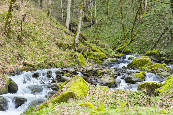 Pohled na horský Lesní řeky — Stock fotografie