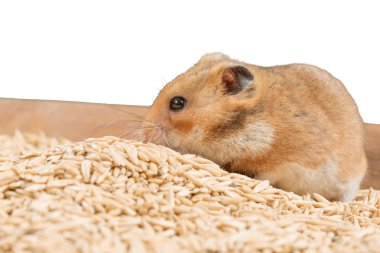 Hamster portre tahıl yığını