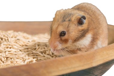 Hamster portre tahıl yığını