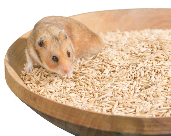 Hamster portret op hoop van graan — Stockfoto