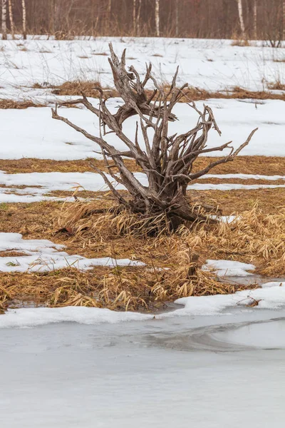 Velhas raízes de árvores mortas no campo de inverno — Fotografia de Stock