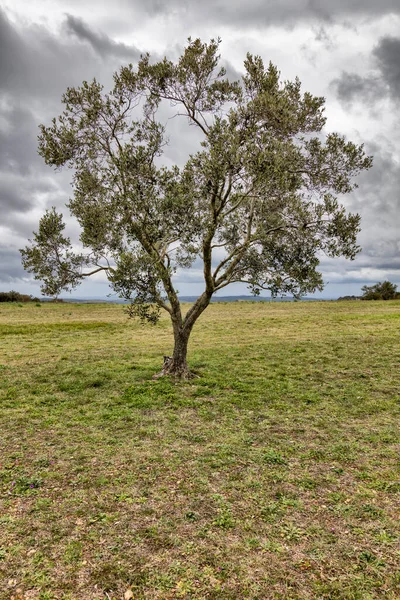 Scena z samotnym drzewem na polu — Zdjęcie stockowe
