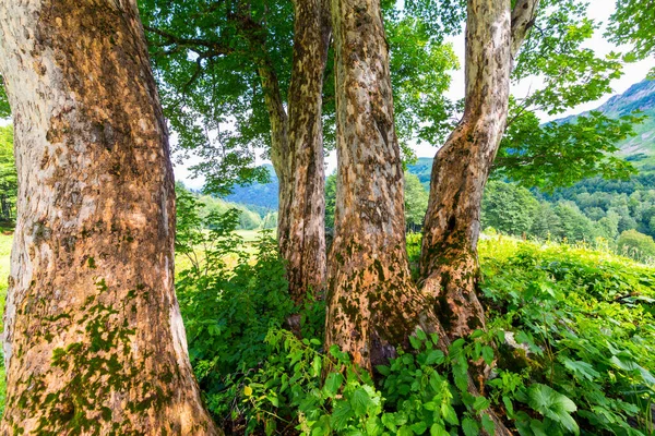 Bela cena nas montanhas do Cáucaso com árvores — Fotografia de Stock