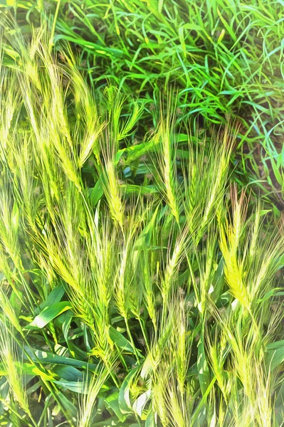 Зеленая натуральная трава — стоковое фото