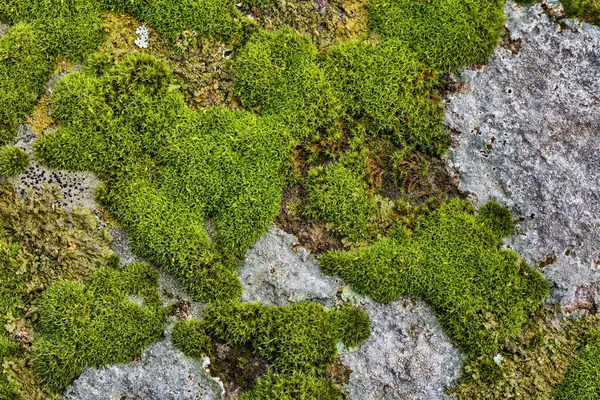 Green moss texture natural close up view. — Stock Photo, Image