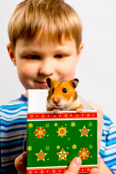 Hamster bonito em uma caixa de presente lindo retrato — Fotografia de Stock