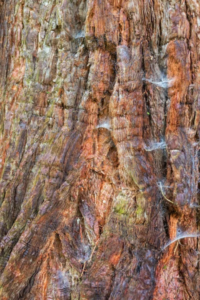 美しい樹皮のテクスチャ｜自然なクローズアップビュー. — ストック写真